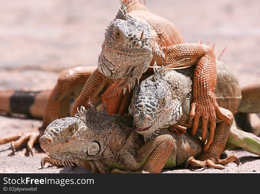 Three iguanas