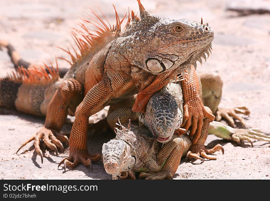 Three green iguanas in breeding season, mating. Three green iguanas in breeding season, mating