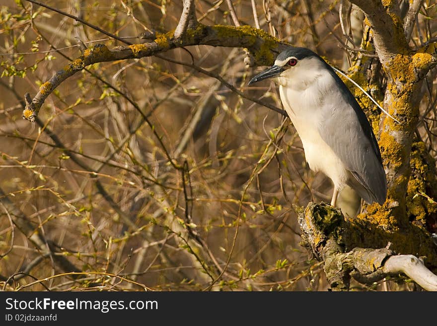 Black Crowned Night Heron