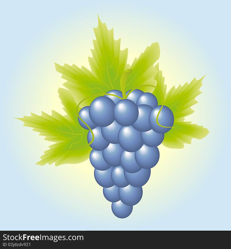 Bunch of grapes on a light fone.Blue grapes, green leaves. Bunch of grapes on a light fone.Blue grapes, green leaves.