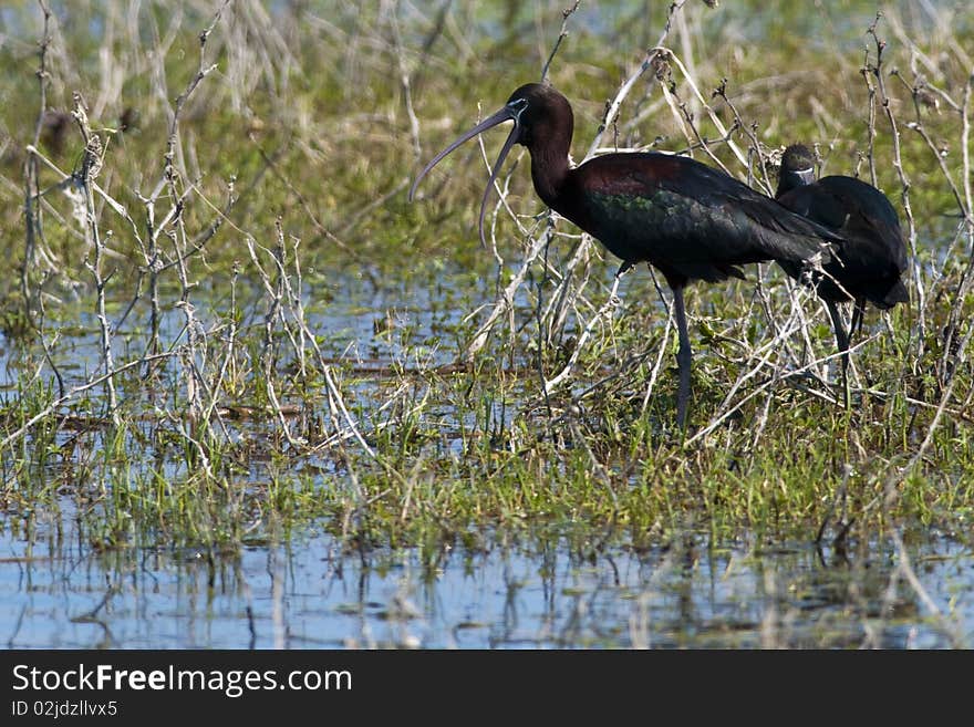 Glossy Ibis (plegadis falcinellus) yawning. Glossy Ibis (plegadis falcinellus) yawning