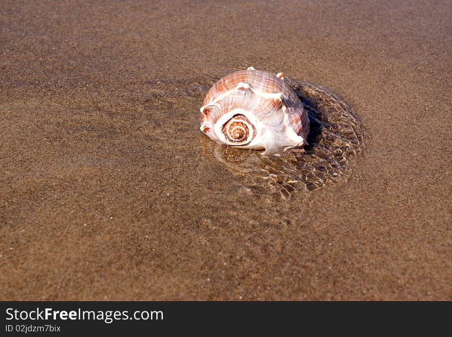 Seashell on the sandy beach