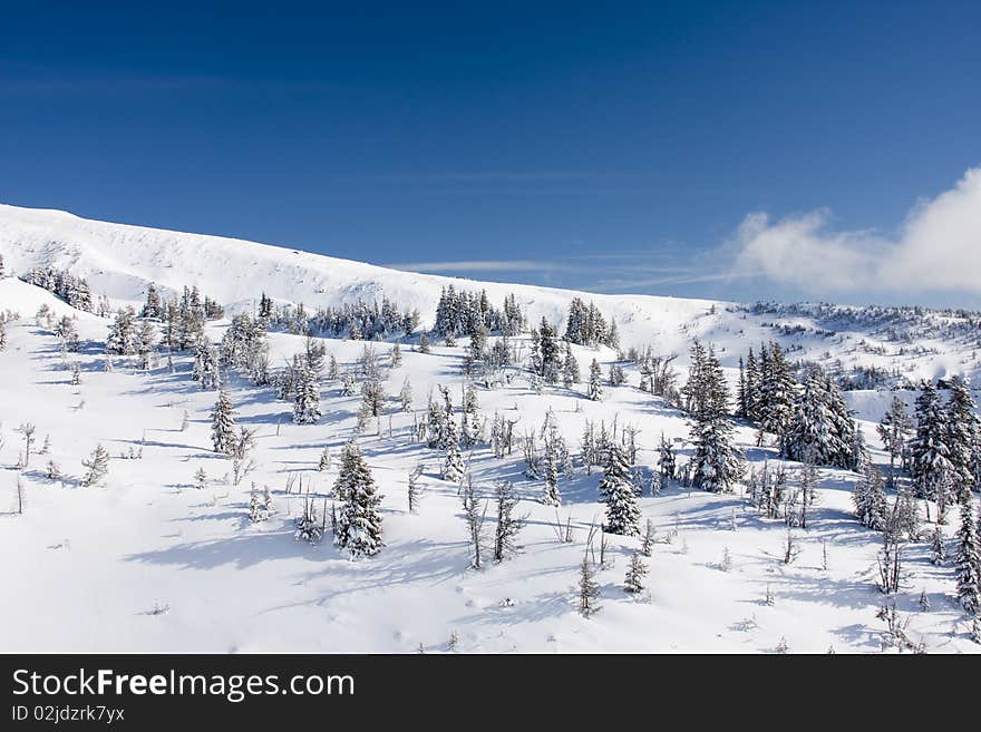 Beautiful Image of Snow Covered Pine Trees with Cloudy Blue Sky. Beautiful Image of Snow Covered Pine Trees with Cloudy Blue Sky.