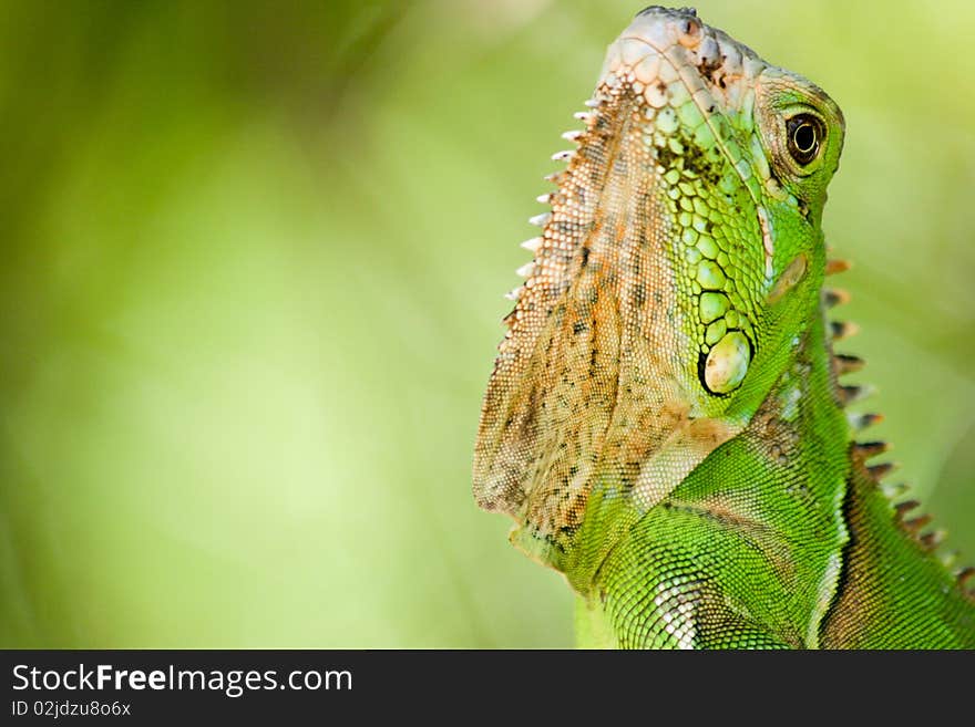 Green Iguana