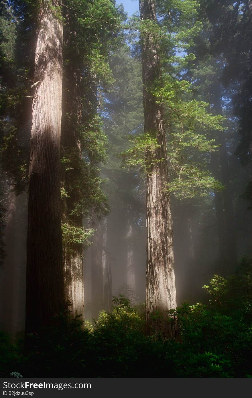 Sunbeams in forest