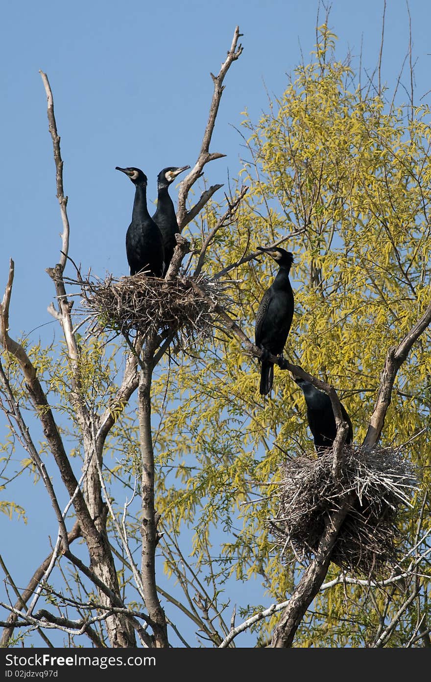 Great Cormorant (Phalacrocorax carbo) Colony. Great Cormorant (Phalacrocorax carbo) Colony