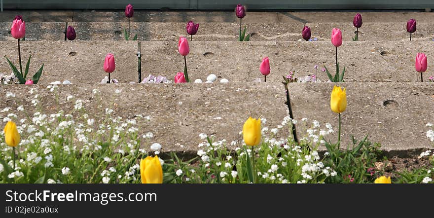 Tulips on the stone steps