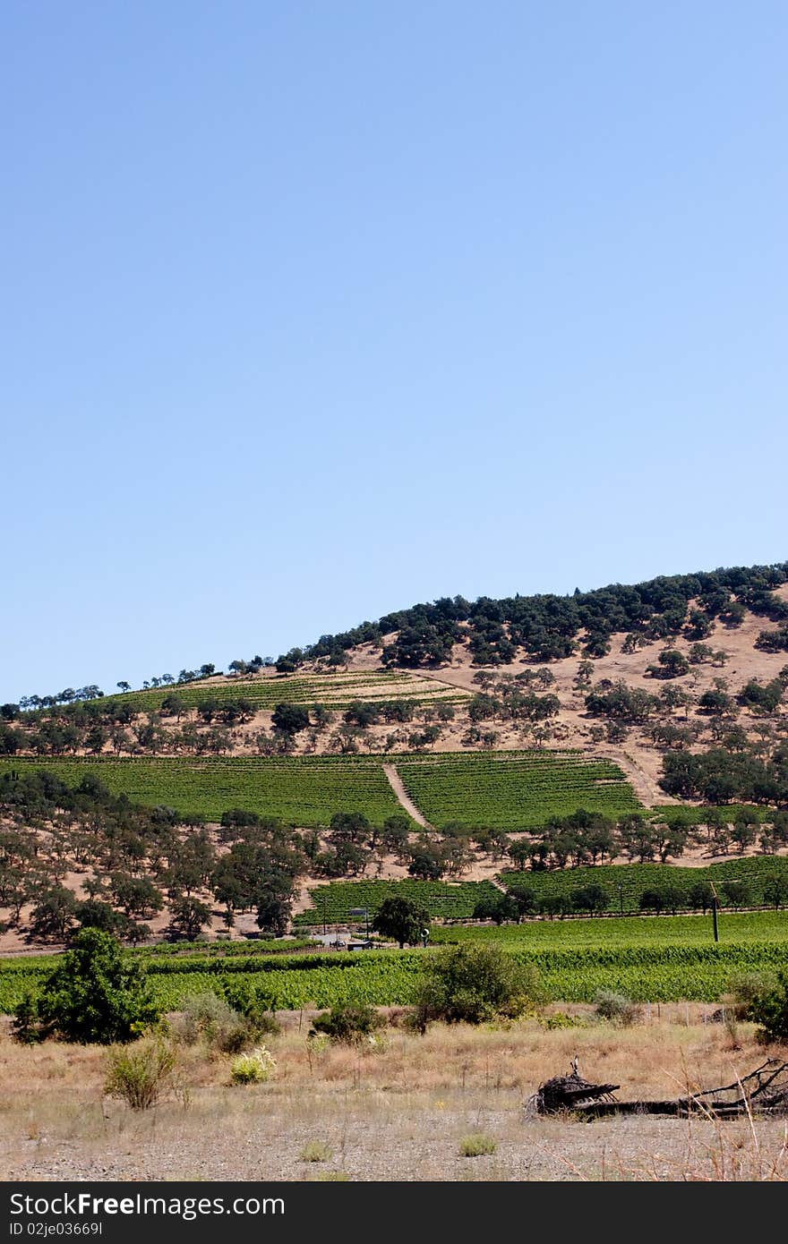 Scenic view of a Napa Valley vineyard