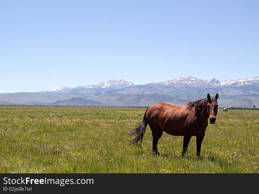 Horses grazing