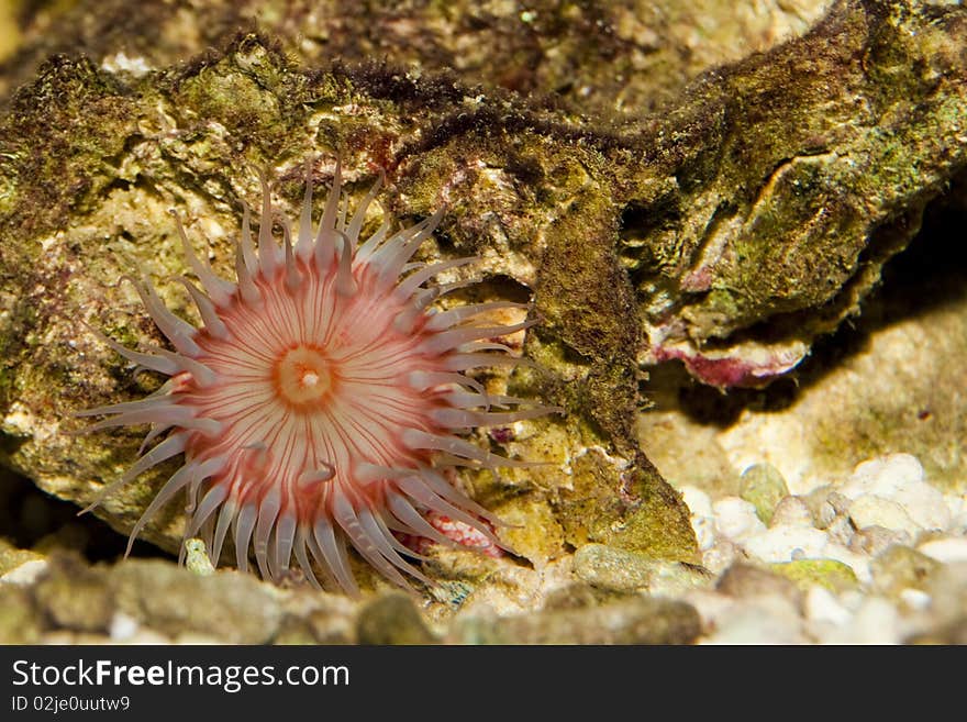 Anemone in Aquarium