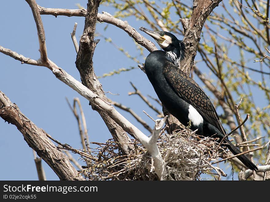 Great Cormorant (Phalacrocorax carbo) on nest. Great Cormorant (Phalacrocorax carbo) on nest