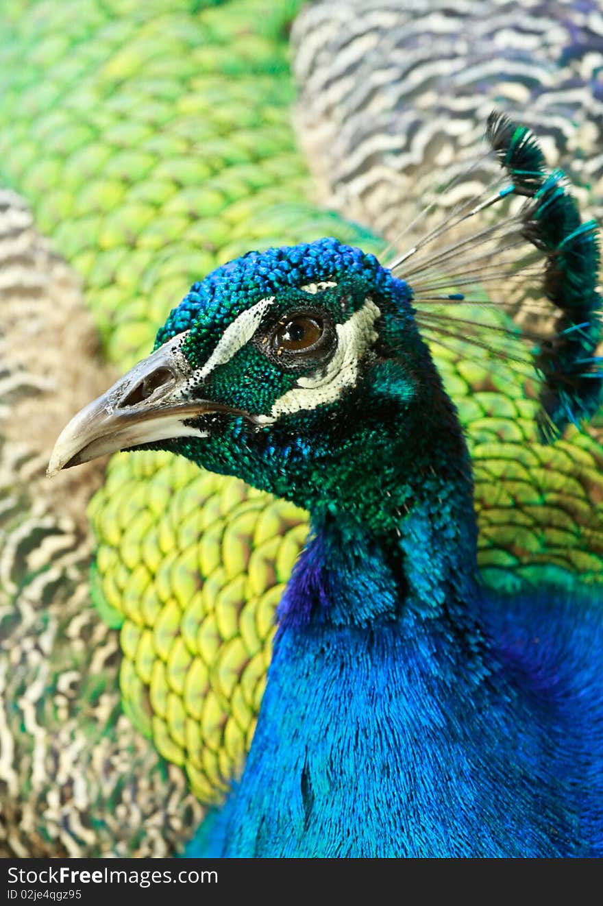 Peacock