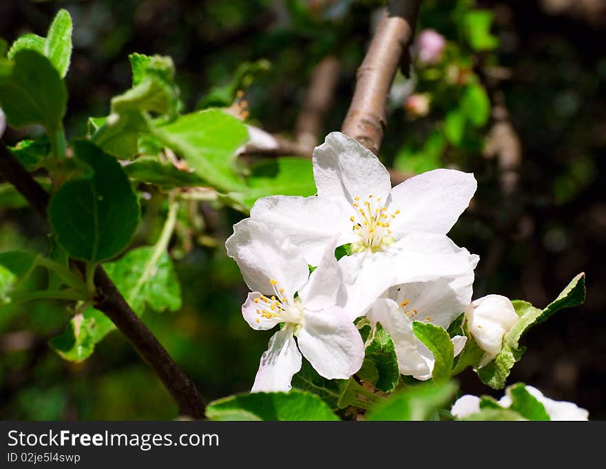 Branch of an apple-tree with a large white flower