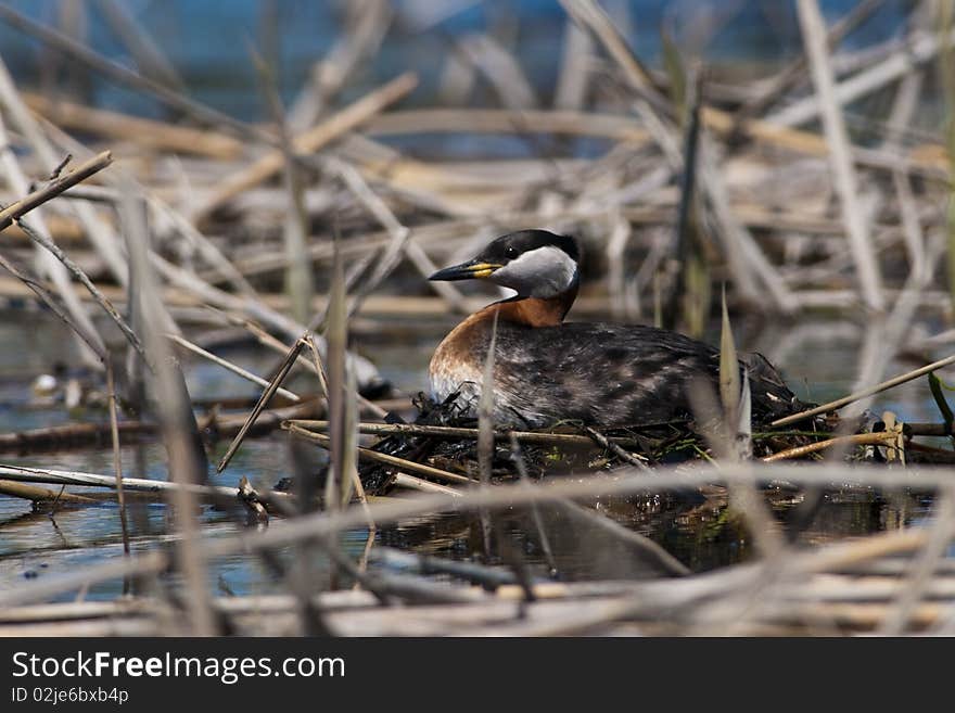 Red Necked Grebe on Nest