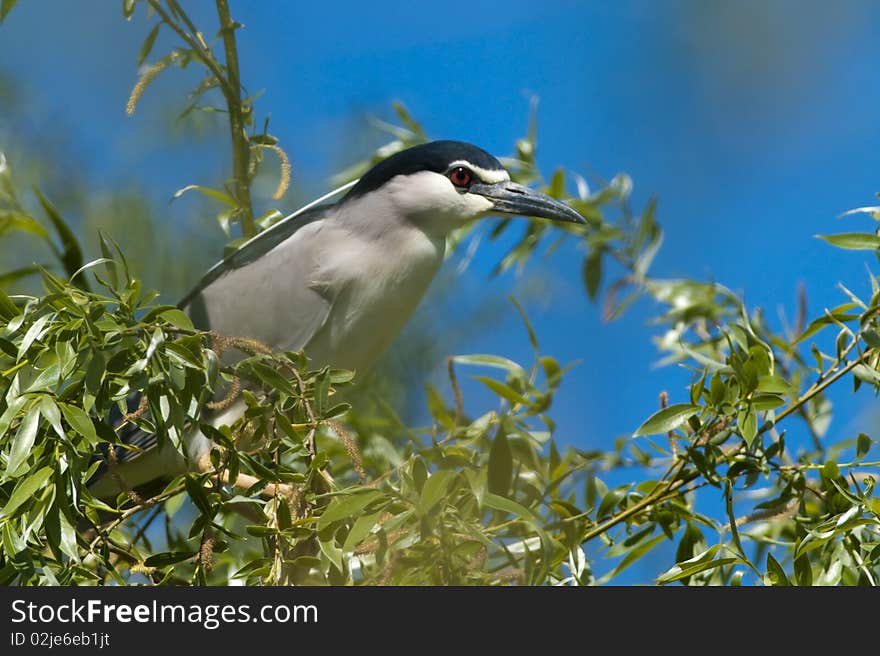 Black Crowned Night Heron on Willow