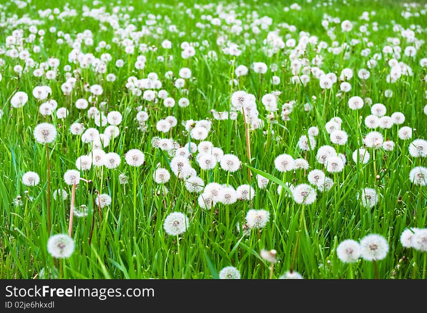 Field with white fluffy dandelions