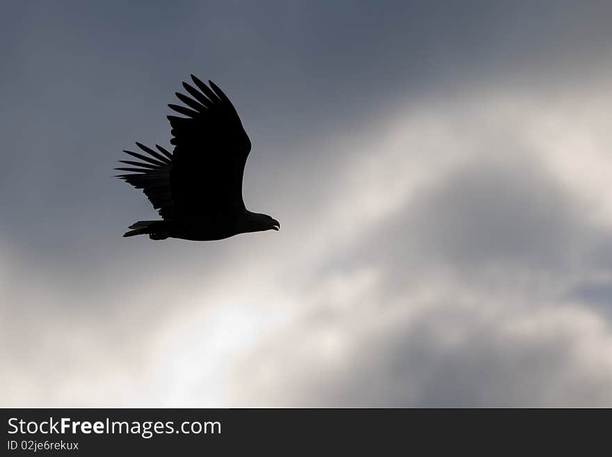 White TAiled Eagle (Haliaeetus albicilla) Silhouette in Flight. White TAiled Eagle (Haliaeetus albicilla) Silhouette in Flight