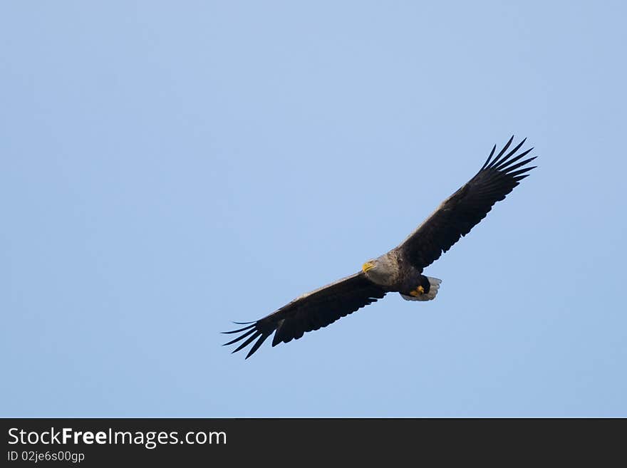 White Tailed Eagle in Flight