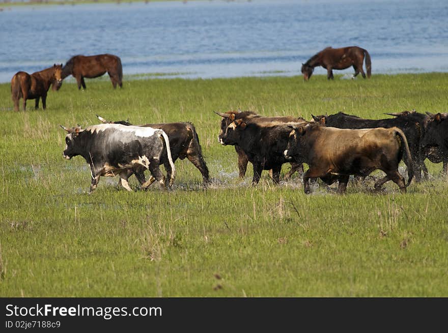 Running Bulls In Water