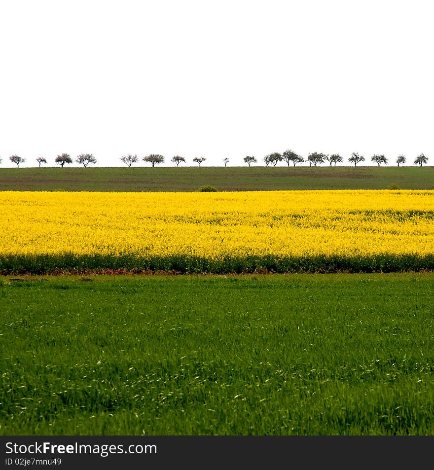 Spring Czech countryside near Prague with oilseed rape fields. Spring Czech countryside near Prague with oilseed rape fields