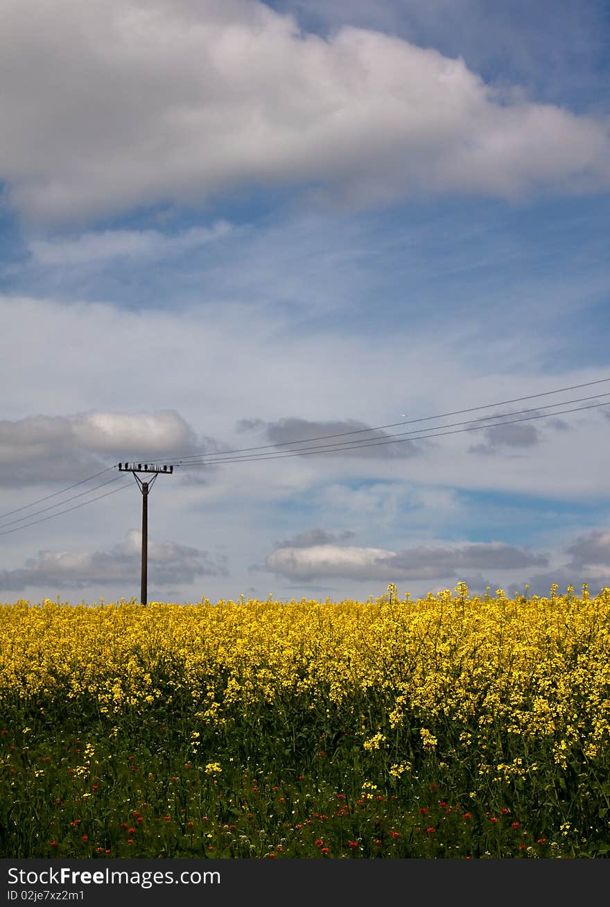 Typical Czech oilseed rape field in spring. Typical Czech oilseed rape field in spring