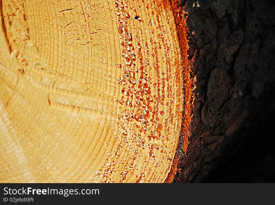 A sawn end of pine log with amber-colored drops of resin. A sawn end of pine log with amber-colored drops of resin