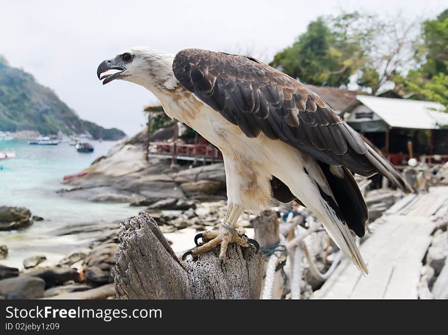 Bird of prey against a hut