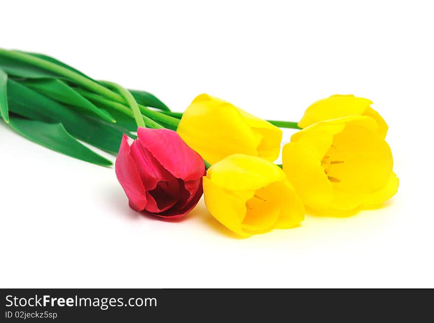 Springflowers. Tulips bouquet isolated on white.