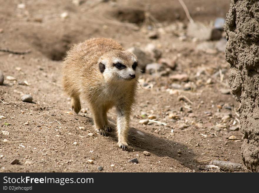 A meercat foraging for food while keeping a lookout