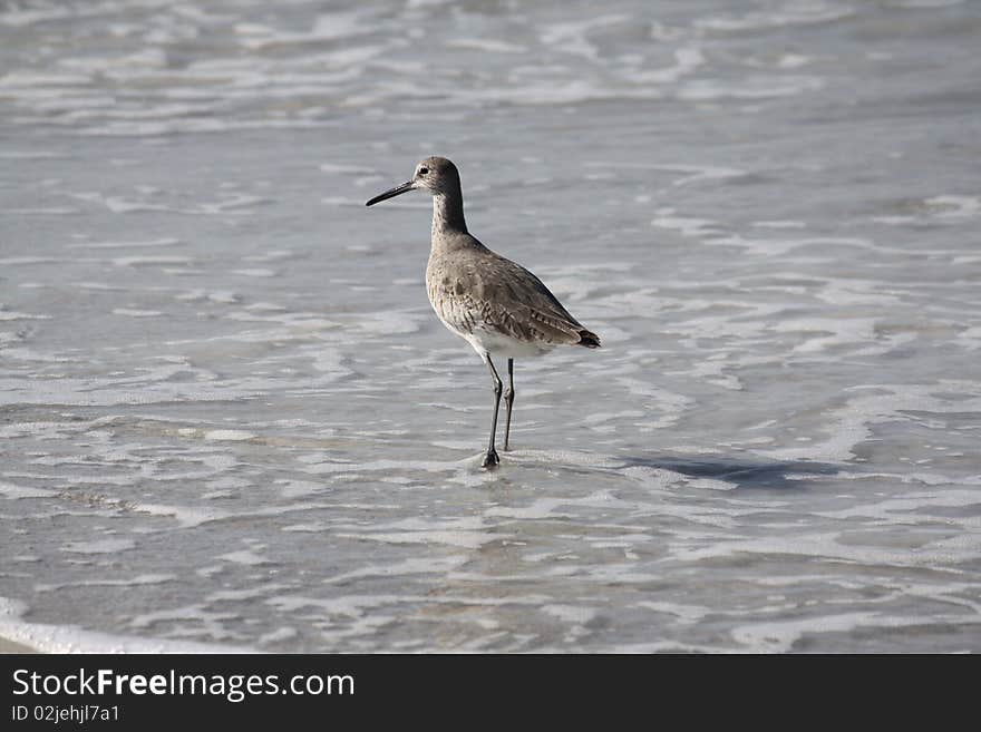 Sandpiper