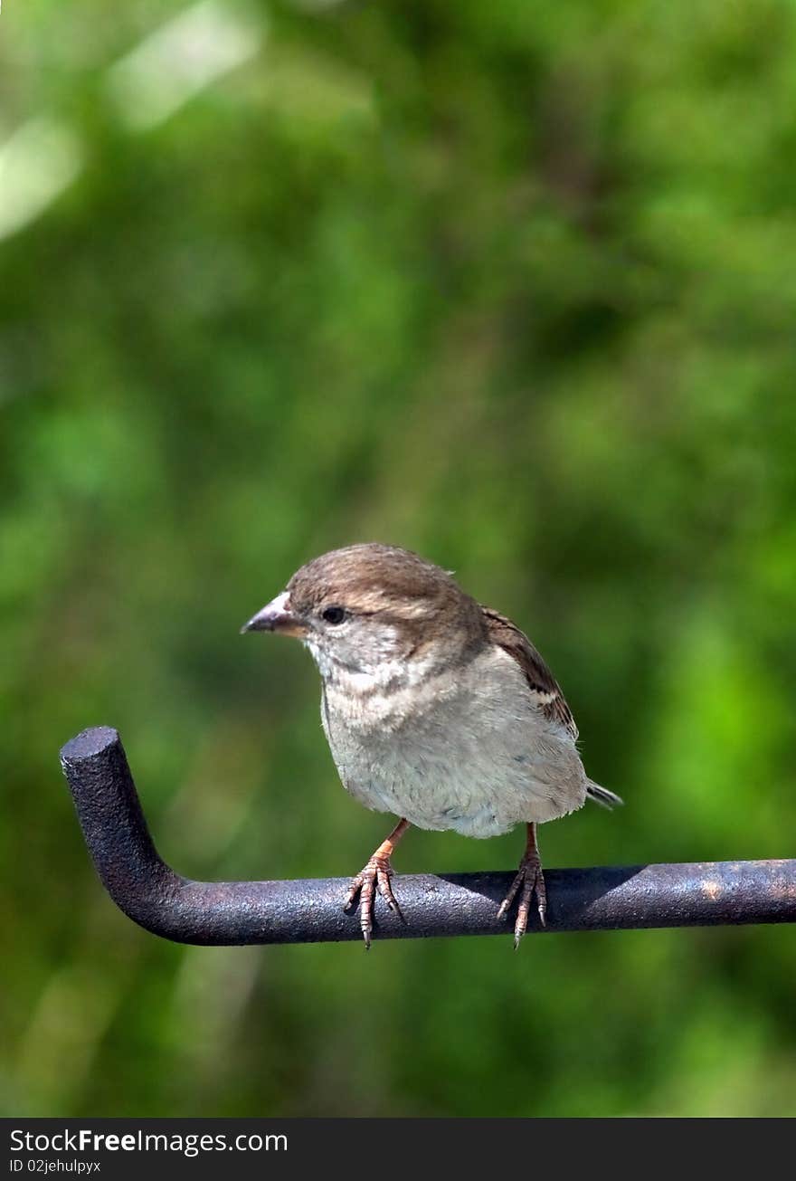 Small sparrow