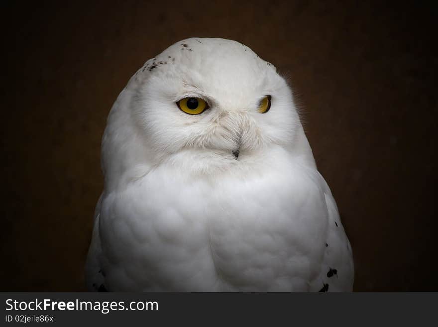 White Owl (Bubo scandiacus)