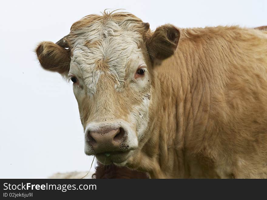 A cow on the farm. A cow on the farm