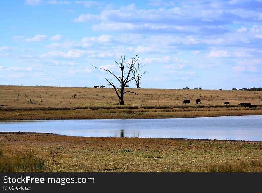 Dead Trees with cows