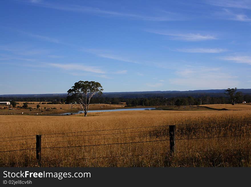 Trees Landscape