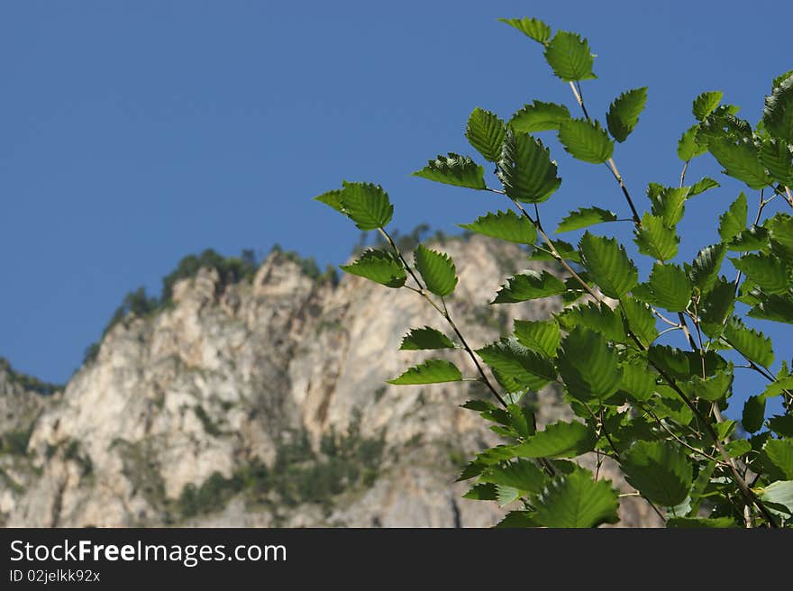 Green leaves and rock