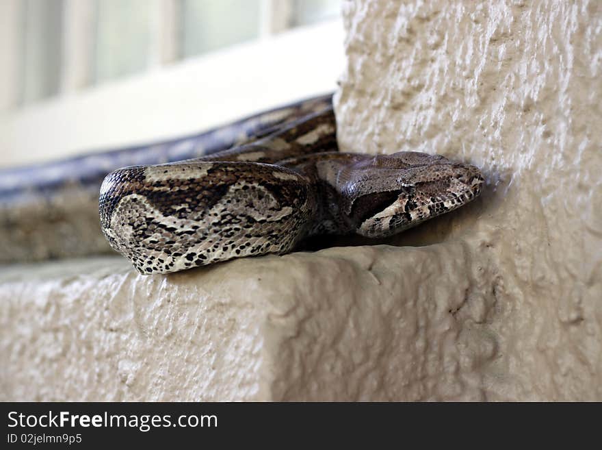 Close up shot of a snake parked on some one's window sill. Close up shot of a snake parked on some one's window sill.