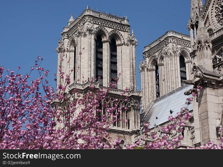 Notre Dame cathedral in Paris with Spring Blossoms. Notre Dame cathedral in Paris with Spring Blossoms