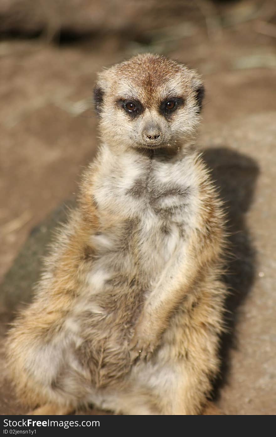 Meerkat