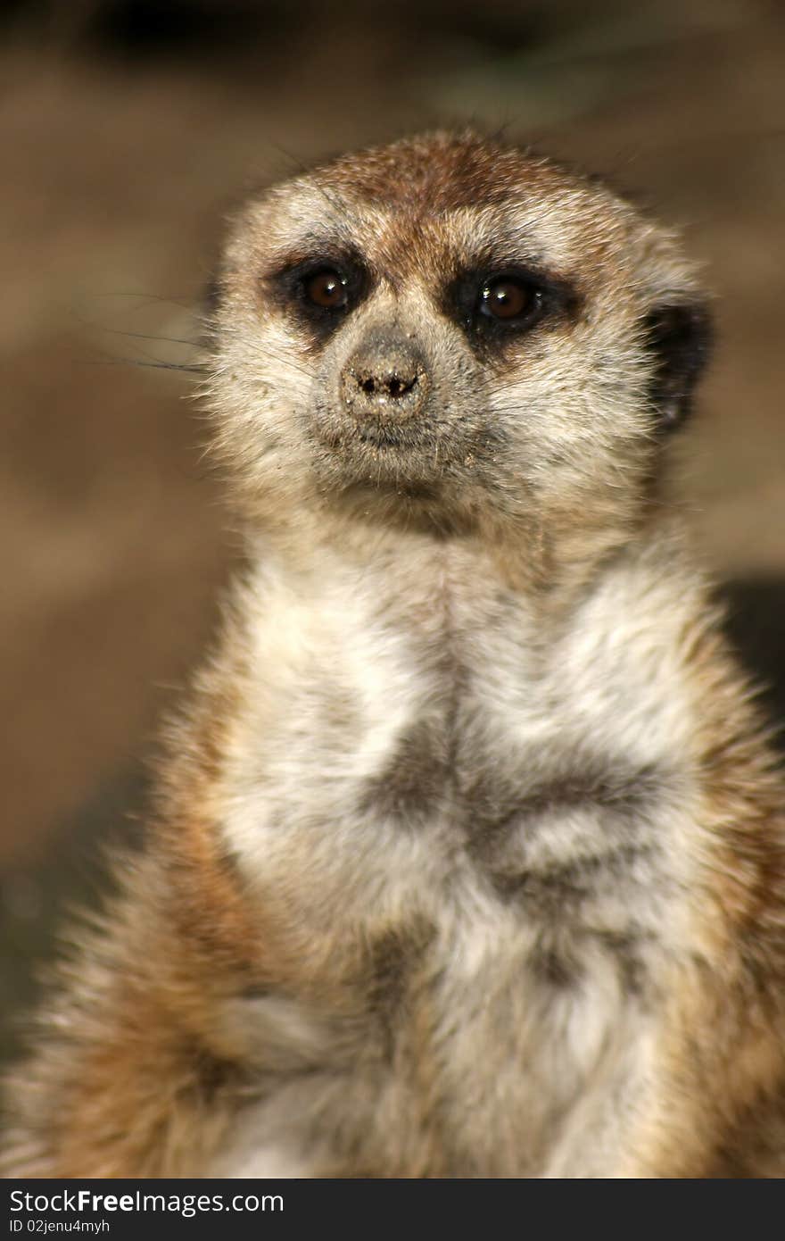 Meerkat