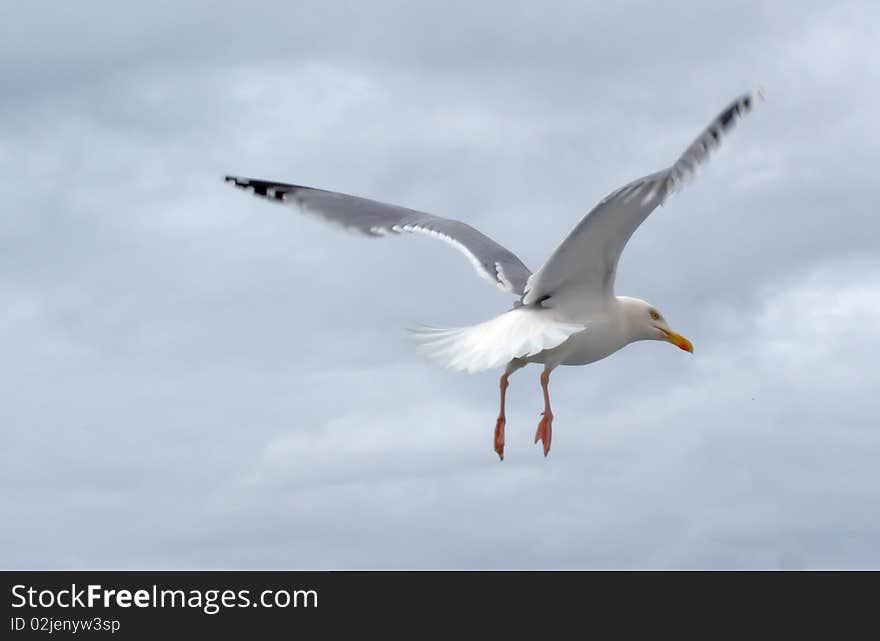 Grey seagull flying ahead in the sky. Grey seagull flying ahead in the sky