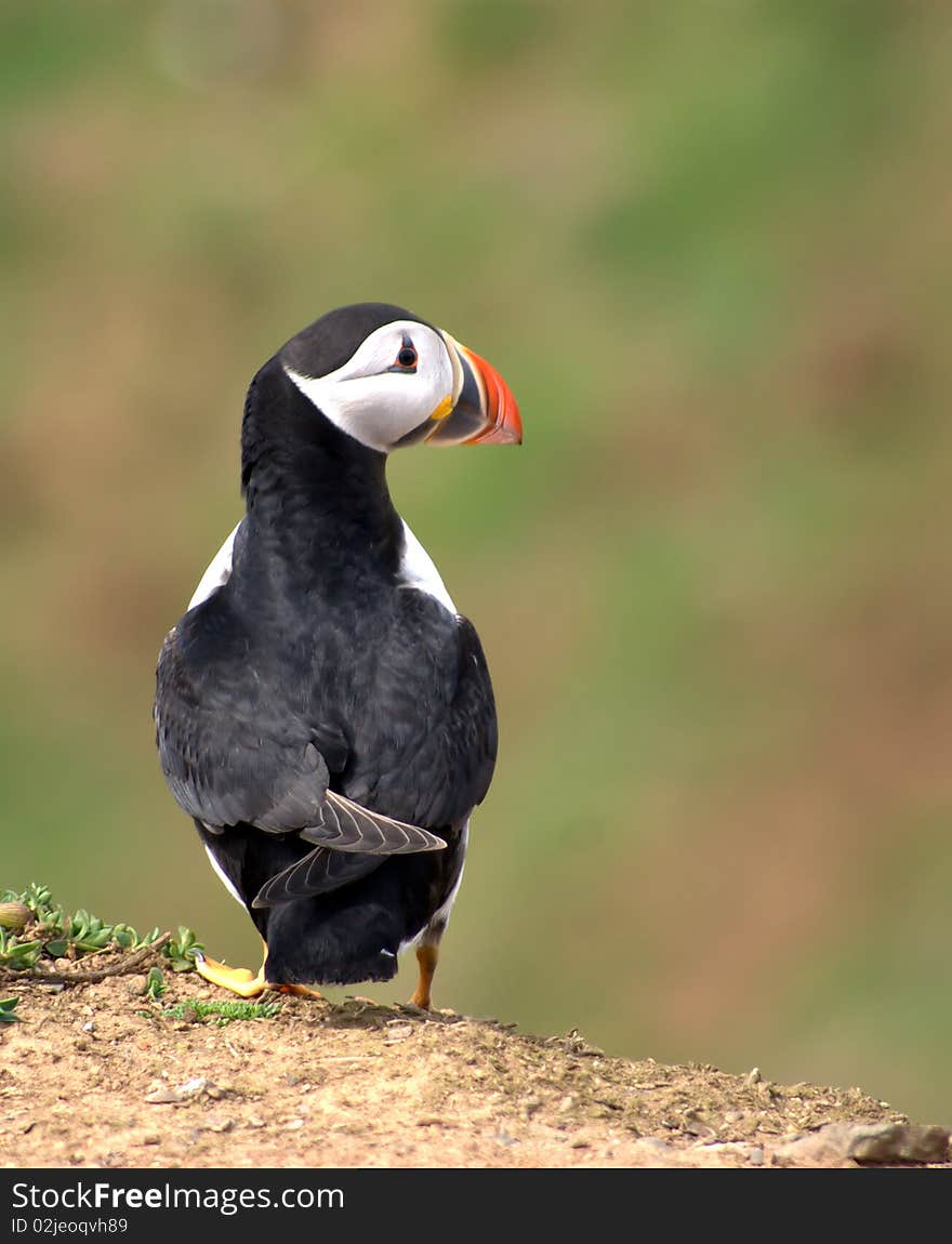 Atlantic puffin