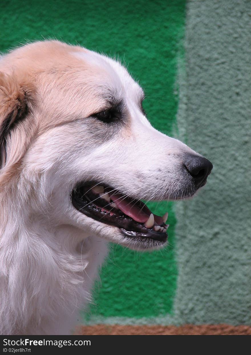 Dog on street