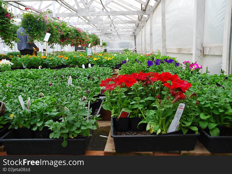 A large commercial green house of flower baskets. A large commercial green house of flower baskets