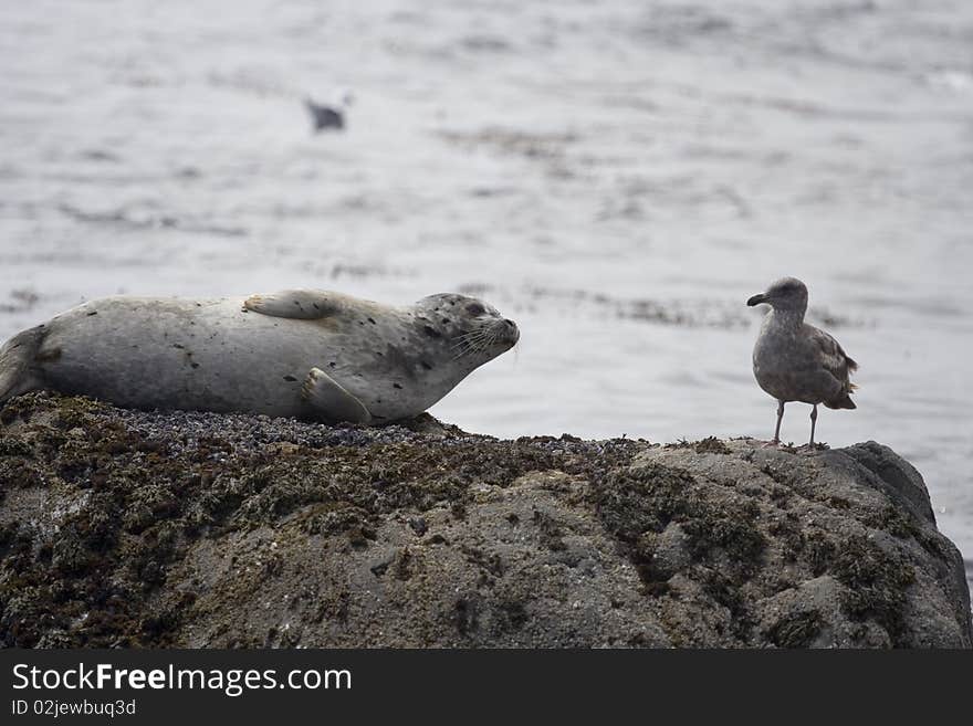 Seal looking at seagull