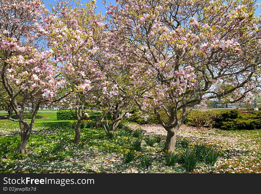 Magnolia in Niagara Falls