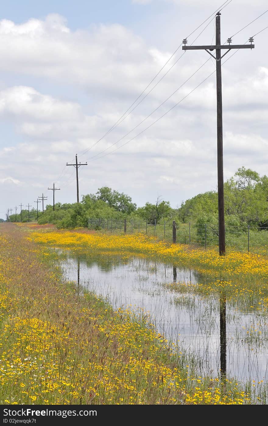 Texas roadside wildflowers