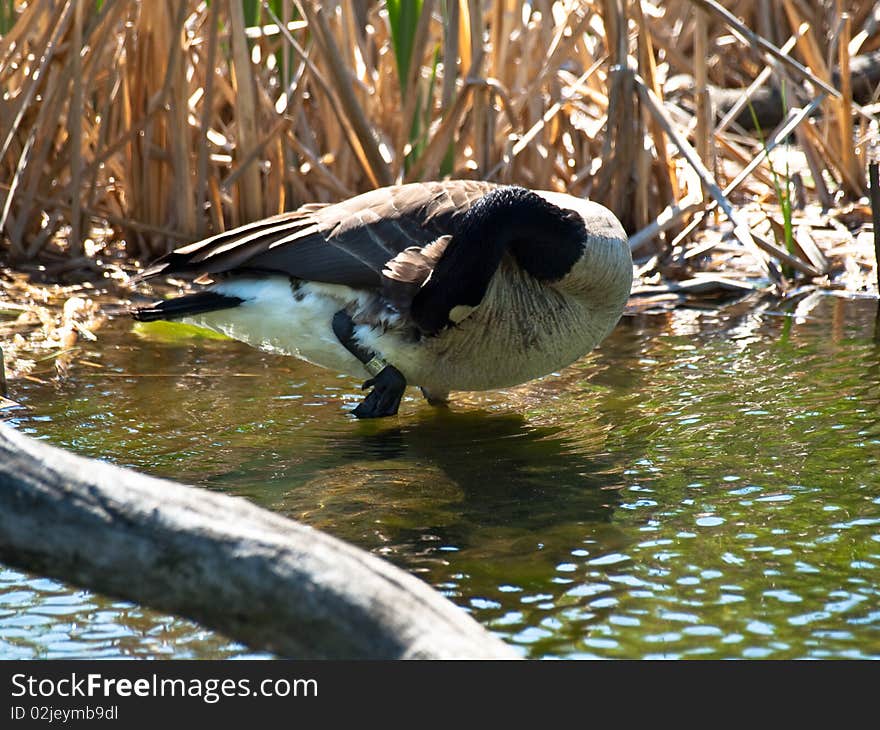 Canadian goose grooming