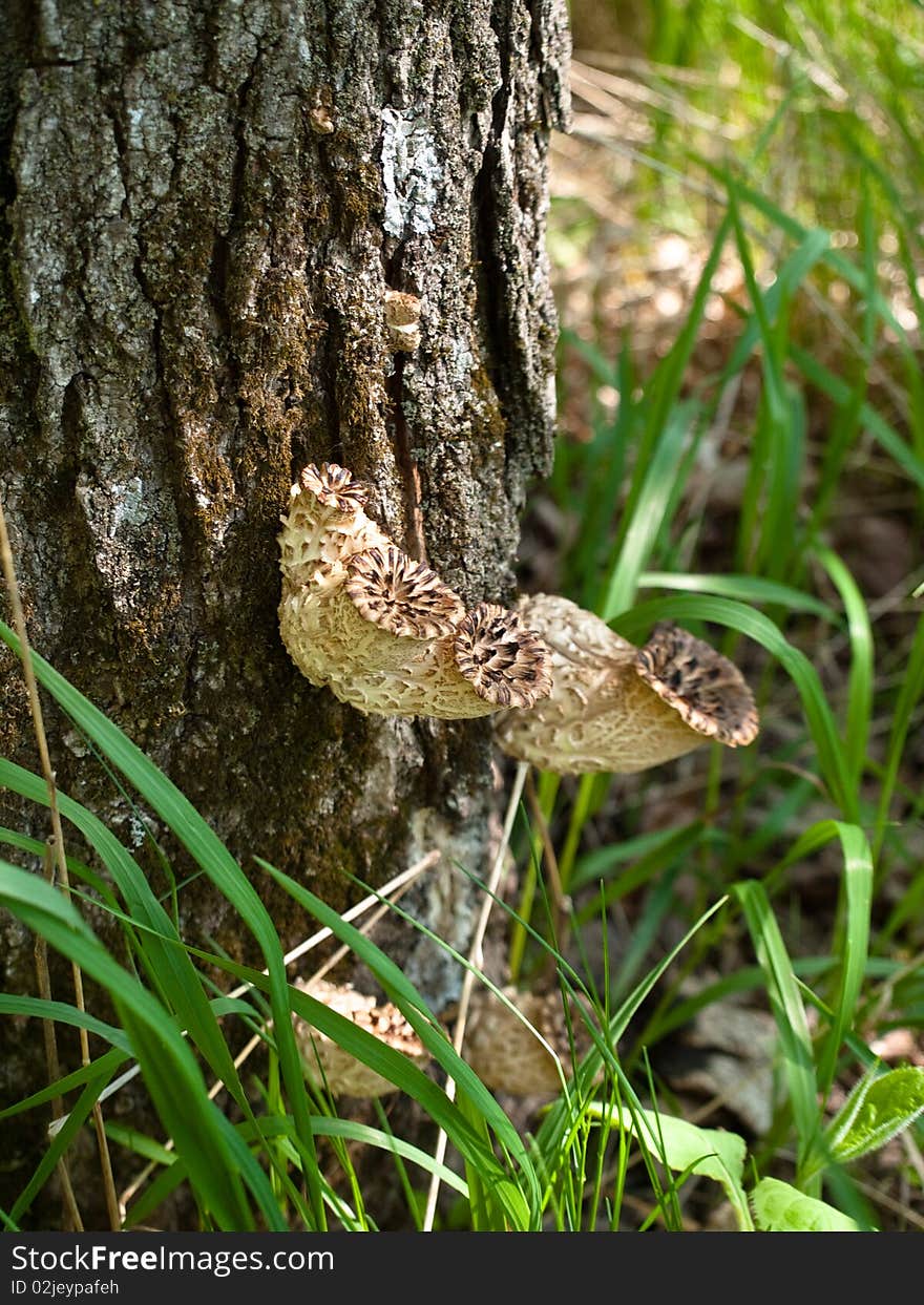 Mushrooms growing on tree