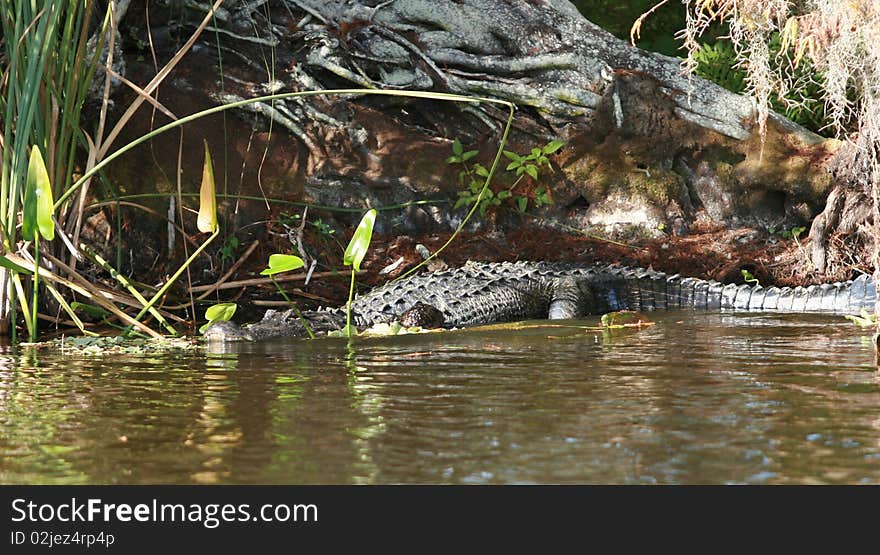 Florida alligator